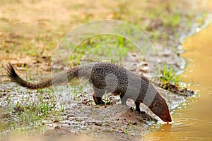 Mongoose, detail head portrait. Cute animal Ruddy mongoose, Herpestes smithii, species native to hill forests in India and Sri