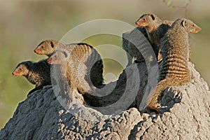 Mongoose family, Etosha National Park, Namibia photo