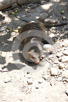 The mongoose are a family of placental mammals belonging to the order Carnivora photo