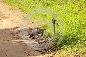 mongoose fights with an aggressive cobra in the wild