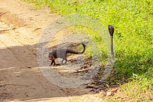 mongoose fights with an aggressive cobra in the wild