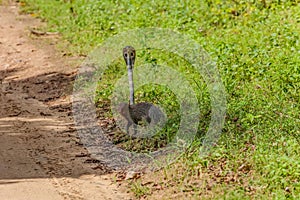 mongoose fights with an aggressive cobra in the wild