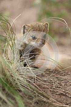 Mongoose fox