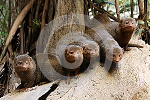 Mongoose (Helogale parvula)