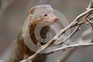 Mongoose (Helogale parvula)
