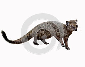 Mongoose Herpestes, realistic drawing photo