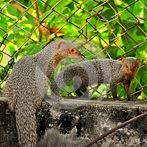 Mongoose and its baby