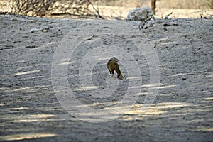 Mongoose in the Kalahari loking for prey and insects