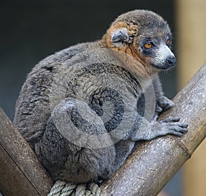 Mongoose lemur 1