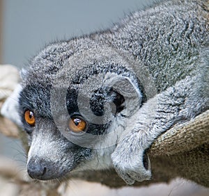 Mongoose lemur 2