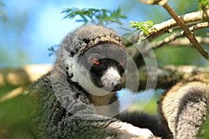 Mongoose lemur
