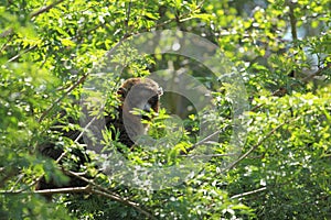 Mongoose lemur