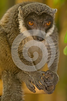 Mongoose Lemur photo