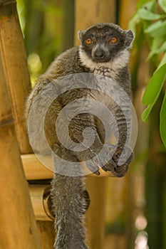 Mongoose Lemur