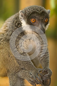 Mongoose Lemur photo