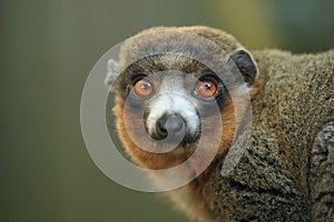 Mongoose lemur photo