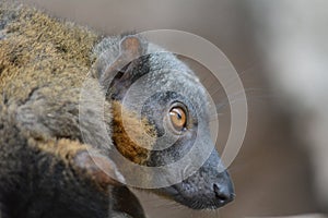 Mongoose Lemur Close-up