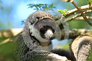 Mongoose lemur photo