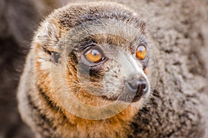 Mongoose lemur (Eulemur mongoz)