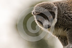 Mongoose lemur & x28;Eulemur mongoz& x29; head on