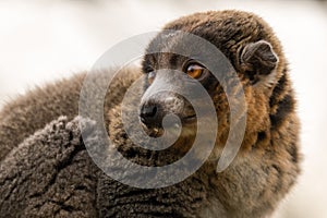 Mongoose lemur & x28;Eulemur mongoz& x29; showing canines