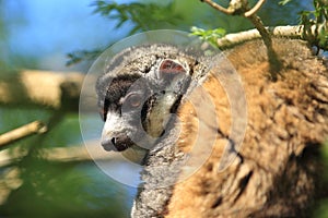 Mongoose lemur photo