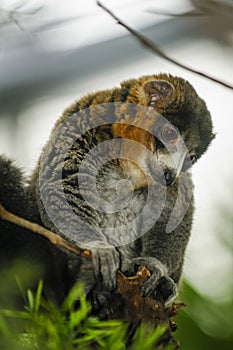 Mongoose Lemurs