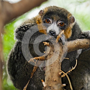 Mongoose Lemurs