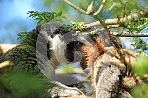 Mongoose lemurs photo