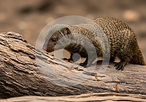 Mongoose on log photo
