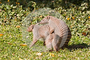 Mongoose love photo