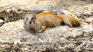 Mongoose lying on a rock in a zoo