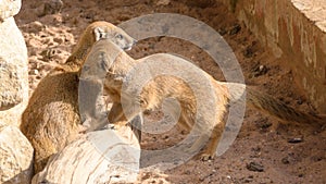 Mongoose at Marwell