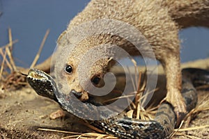 Mongoose photo