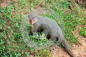 Mongoose in national park Yala