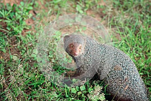 Mongoose in national park Yala