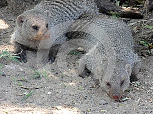 Mongoose Pair