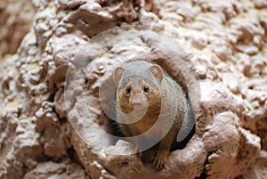 Mongoose Peaking out of a Burrow