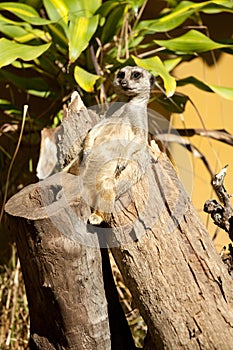 Mongoose relaxing photo