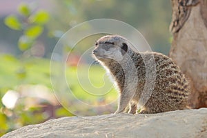 Mongoose on a rock