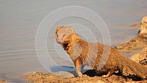 Mongoose, Slender - African mammal