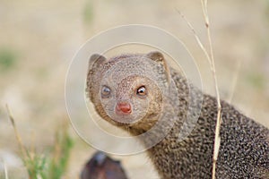 Mongoose, Slender - So pretty