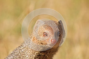 Mongoose, Slender - Snake Eye Portrait