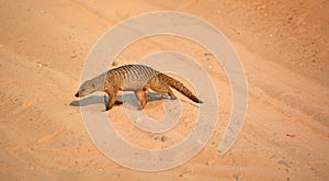 A mongoose is a small terrestrial carnivorous mammal