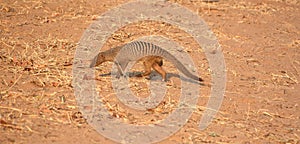 A mongoose is a small terrestrial carnivorous mammal