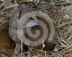 A mongoose is a small terrestrial carnivorous mammal