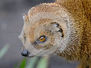 A mongoose is a small terrestrial carnivorous mammal belonging to the family Herpestidae.