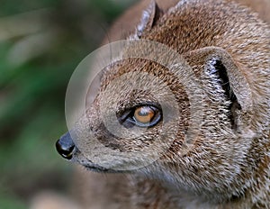 A mongoose is a small terrestrial carnivorous mammal belonging to the family Herpestidae.