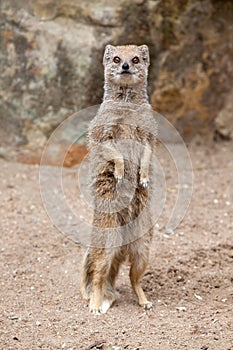 Mongoose Standing