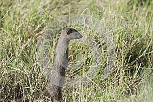 Mongoose standing photo